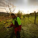 Kamikaze KV-700 elektrische Baumschere, Profi-Rebschere  für das Beschneiden: Akku-Schere, 44 Volt Li-Ion Batterie 4.4 Ah (193,6 Wh) mit SAMSUNG Zellen, Schnittleistung Ø max 38-40 mm, 2 Schnitt-Programme, bürstenloser Motor (Versand kostenlos*)