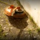 Freischneider Zubehör:  Teller-Besen Sensitiv, Borstenlänge 7cm, mit 25,4mm  Freischneider-Anschluss