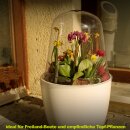 Frostschutz, Schneckenschutz, Aufzucht-Hilfe für Pflanzen:  9er Set YERD BIO-SPHÄRE MAXI (3x Maxi, 3xMidi, 3x Mini) - flexible Frühbeet-Pflanzglocke mit Erdnägeln