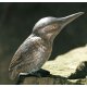 Gartendeko Figur: Bronzefigur Garten,  Eisvogel groß, 13,5 cm, Flügel geschlossen, auf Schiefer-Stein mit eingrabbarem Beton-Standfuß, original Rottenecker Objekt