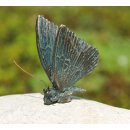 Schmetterling 5cm auf Stein, Flügel geschlossen,...