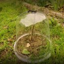 B-Ware: 9x Pflanzen vor Frost, Schnecken und Hagel schützen: 3x3er Set - 20cm YERD BIO-SPHÄRE MIDI - flexible Pflanzglocke / Pflanzenhut / Anzucht-Glocke mit Bewässerungs- und Klima-Ventil + Bodenanker, Schutz für Sämlinge, Frühbeet- und Topfpflanzen