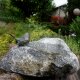 Gartendeko Figur: Bronzefigur Garten, Vogeltränke aus Schwarzwald-Granit - grau, Vogel auf Stein ca. 30cm (mit  Bronze-Vogel)