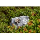 Edelweiß klein, silber patiniert  5x6 cm (ohne Stein)