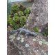 Gartendeko Figur: Bronzefigur Garten,  Eidechse, gebogen, 17 cm lang  (Restposten)