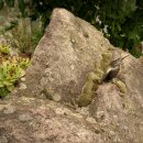 Gartendeko Figur: Bronzefigur Garten,  Eisvogel, 9 cm hoch, original Rottenecker Objekt