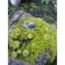 Bronze Figur Schnecke, gerade, 7 cm