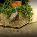 Gartendeko Figur: Bronzefigur Garten,    Graureiher, 53 cm hoch, original Rottenecker Objekt