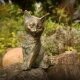 Bronzefigur junge  Katze sitzend, 13cm, original Rottenecker Objekt