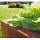 Pflanzkasten: Beet  Planus Edelrost 158x38cm Höhe 35cm  aus 1,5mm DC01-Stahl  rostig / outdoor frostsicher - Made in Europe