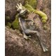 Gartendeko: Rottenecker Bronzefigur Froschkönig  klein sitzend, Wasserspeier / Springbrunnen, Höhe etwa 17cm